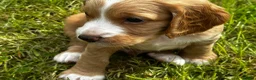 Cocker Spaniel dogs for sale: Stunning litter of cocker spaniels  in Whitby - Advert 4