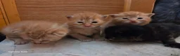 Mixed Breed cats for sale: 3 ginger kittens - Advert 8