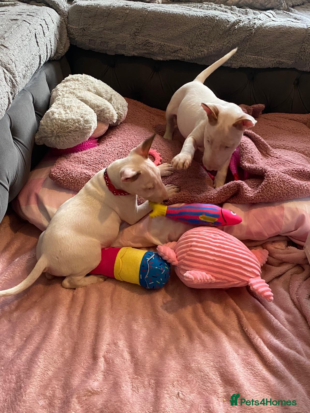 English Bull Terrier dogs 🐾✨ LAST 2 GIRLS READY TO GO NOW ✨🐾 - Advert 3