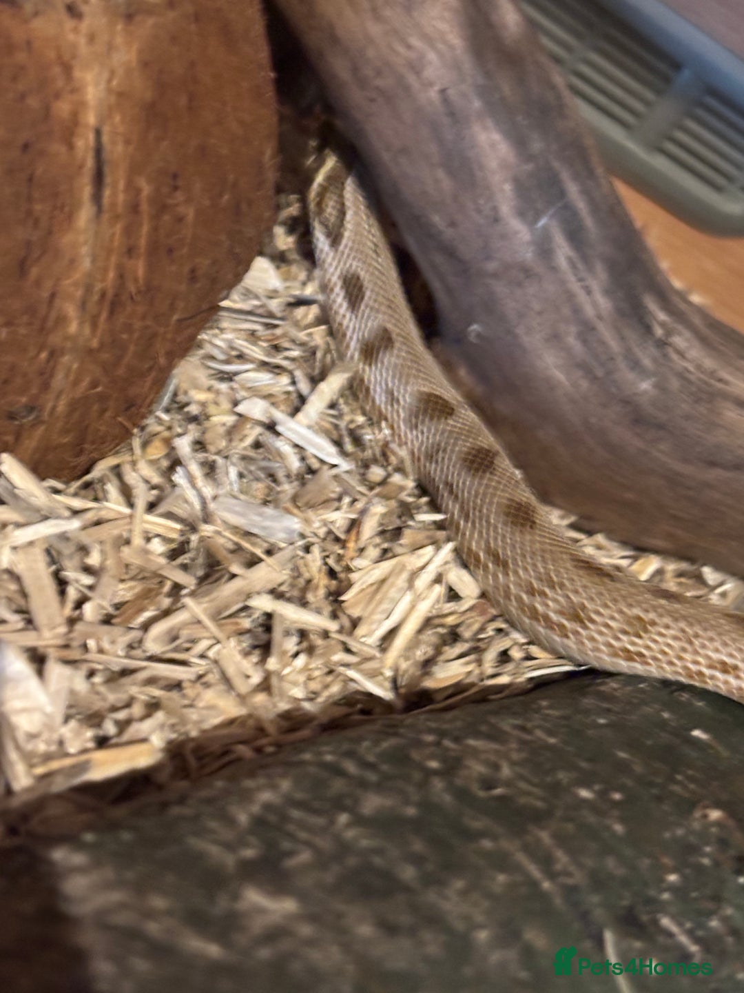 Python Snake reptiles for sale: Female ball python pied & Hognose snakes  - Advert 6