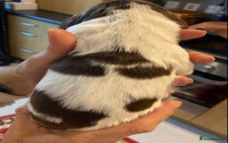 Sprocker dogs for sale: Norwich  - Image 4