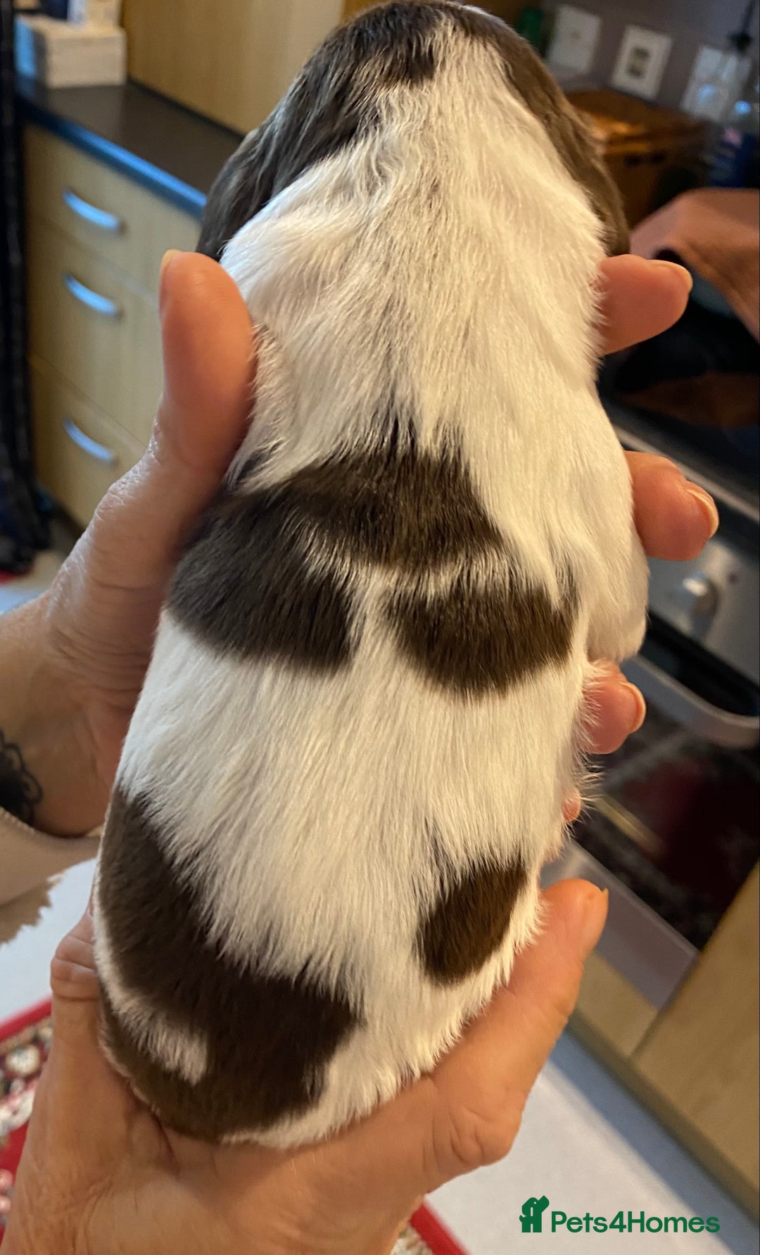 Sprocker dogs for sale: Norwich  - Image 4