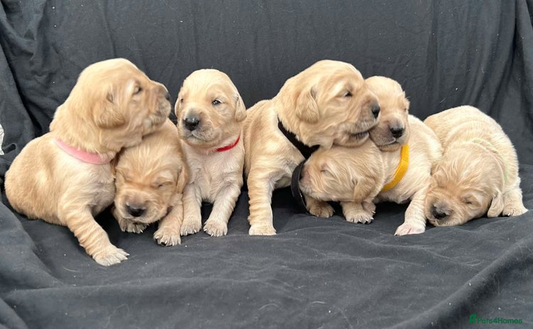 Golden Retriever dogs - Advert 7