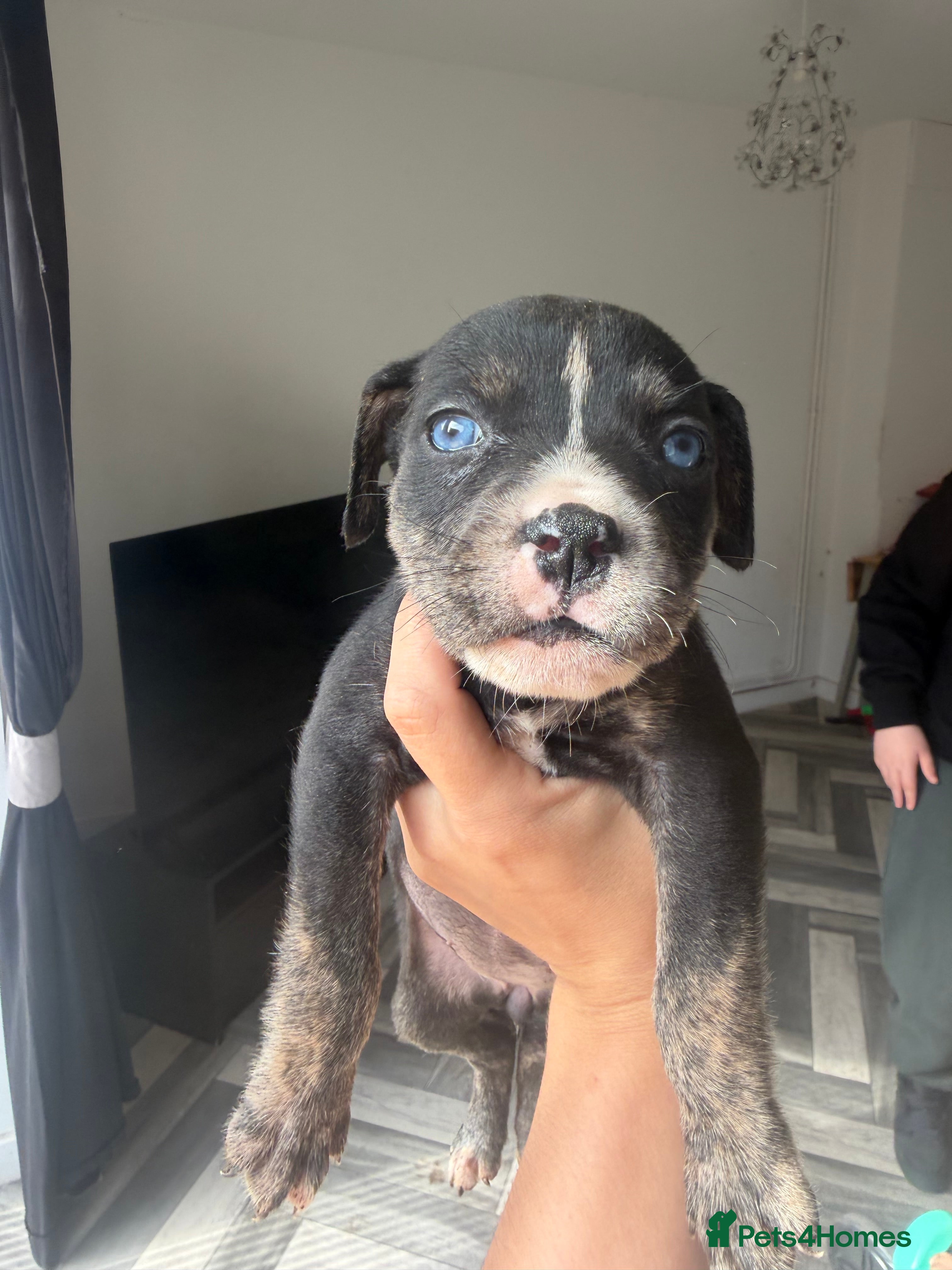 Mixed Breed dogs American bulldog x Husky puppies  - Advert 14