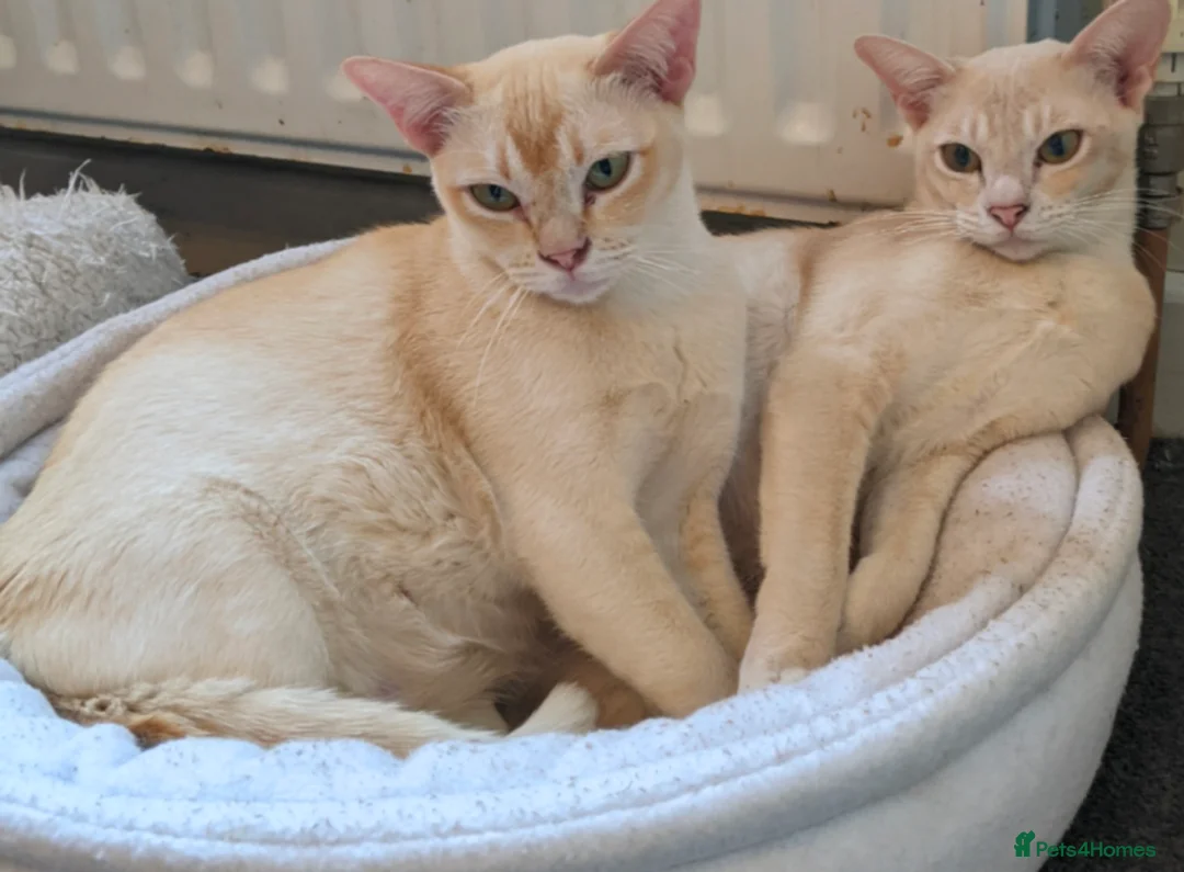 Burmese cats for sale: Burmese Red - Advert 3