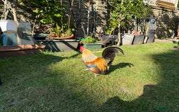 Chickens poultry for sale: Trio of Dutch Bantams  - Image 3