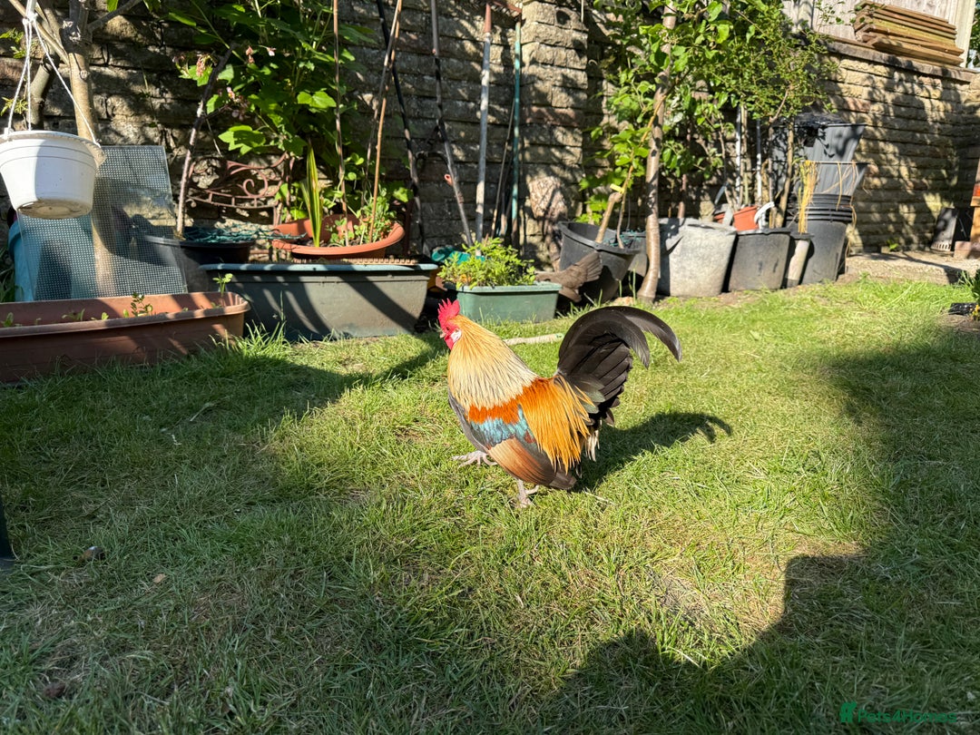 Chickens poultry for sale: Trio of Dutch Bantams  - Image 3