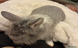 Mini Lion Lop rabbits for sale: Adorable, grey bunny - Image 4