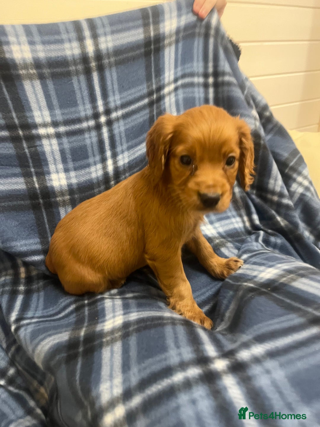 Cocker Spaniel dogs for sale: Stunning Cocker Spaniel Puppies - Advert 18