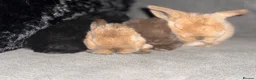 Mini Lop rabbits for sale: Beautiful Mini Lops to reserve  - Advert 28