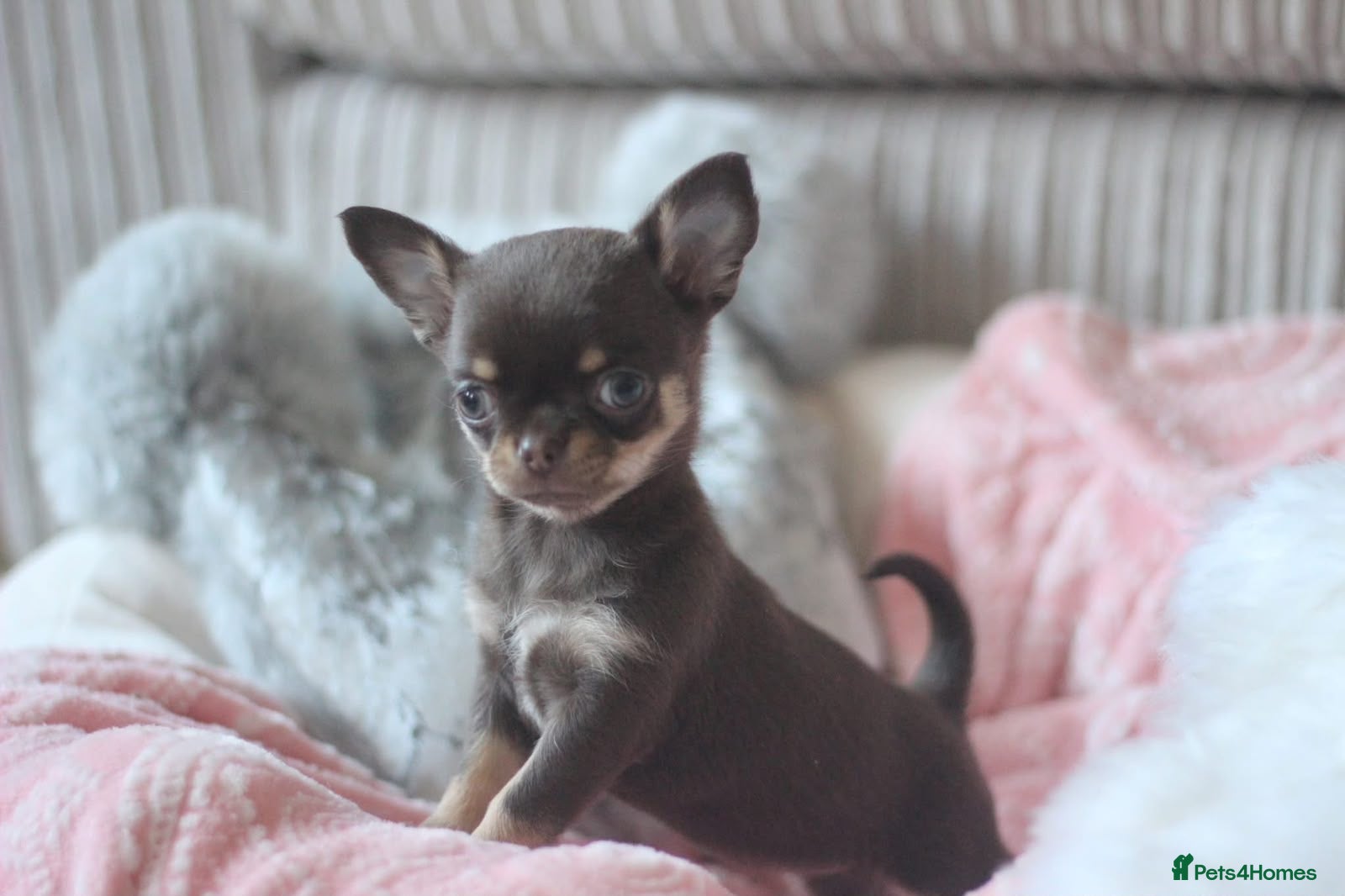 Chihuahua dogs OUTSTANDING QUALITY KC REG CHIHUAHUA PUPPIES 🐶🤎 - Advert 2