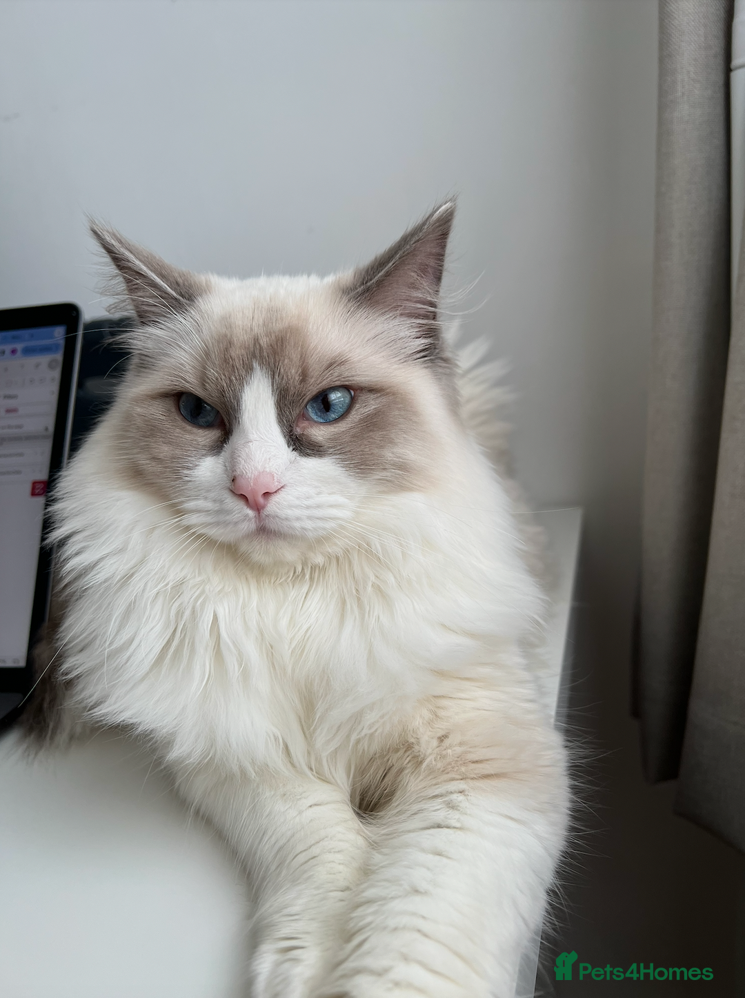 Ragdoll cats for sale: Sweet Ragdoll Cat for sale (GCCF Registered) - Image 1