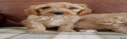 Cavapoo dogs for sale: Well bred Health Tested F1 Cavapoo Puppies - Advert 6