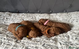 Toy Poodle dogs for sale: Toy poodle puppies - Advert 6