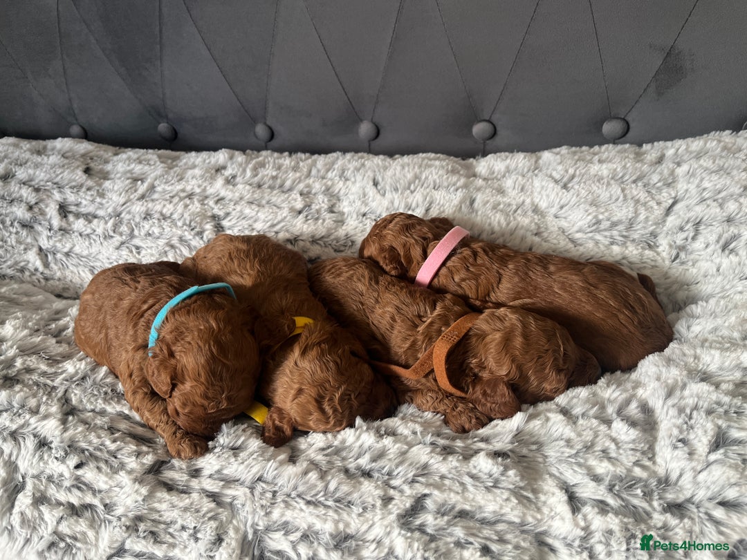 Toy Poodle dogs for sale: Toy poodle puppies - Advert 6