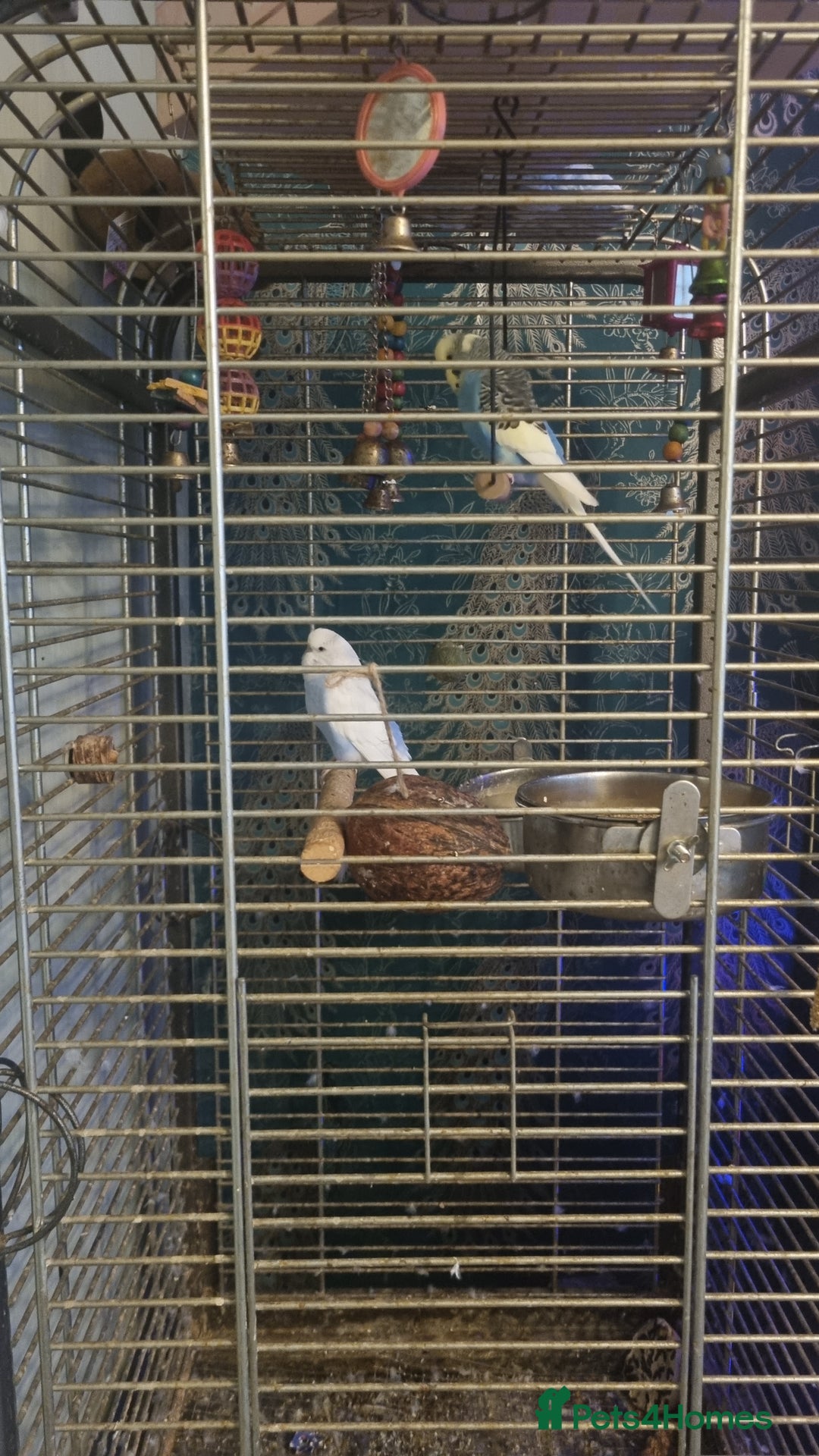 Budgerigars birds for sale: 2 budgies and cage - Advert 1