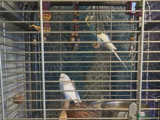 Budgerigars birds 2 budgies and cage - Advert 17