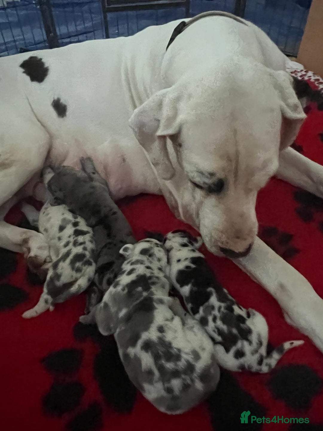 Great Dane dogs for sale: Purebred Great Dane Puppies – European Bloodline  - Image 25