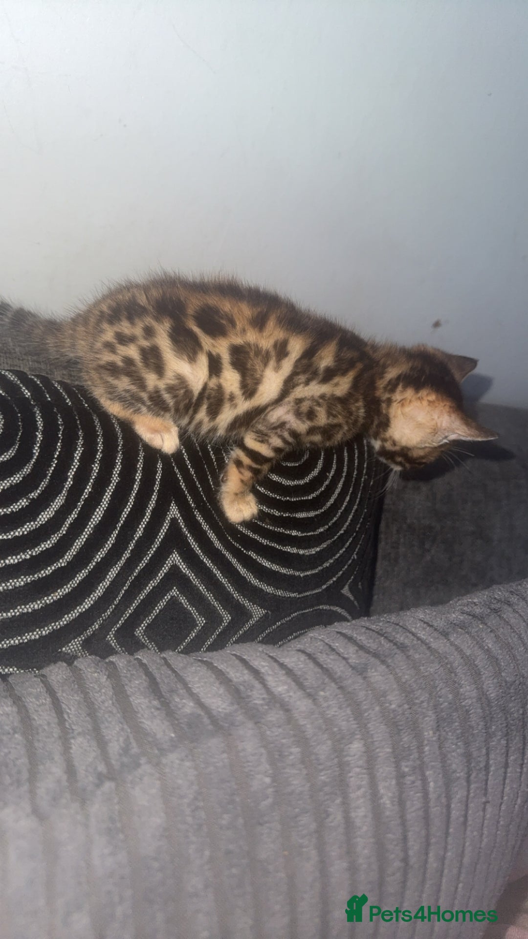 Bengal cats for sale: Bengal kittens  - Advert 13