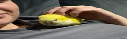 Mixed Breed birds for sale: Hand-Reared & Hand-Tamed Baby Quaker and Conures in Chichester - Advert 2