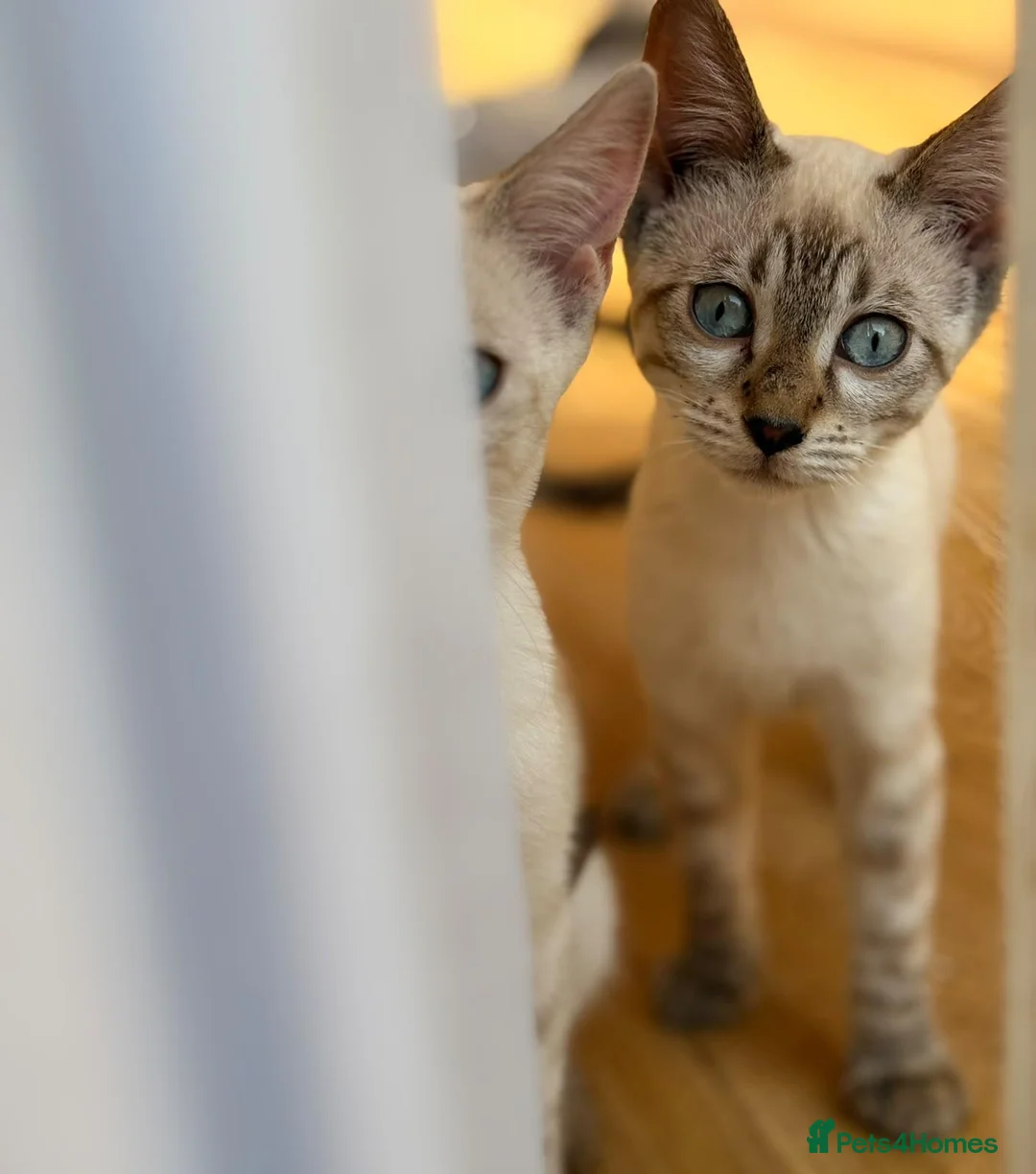 Mixed Breed cats for sale: Bengal x Savannah boy Ready - Advert 3