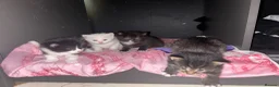 Mixed Breed cats for sale: Ready for their forever homes 17th  - Advert 3