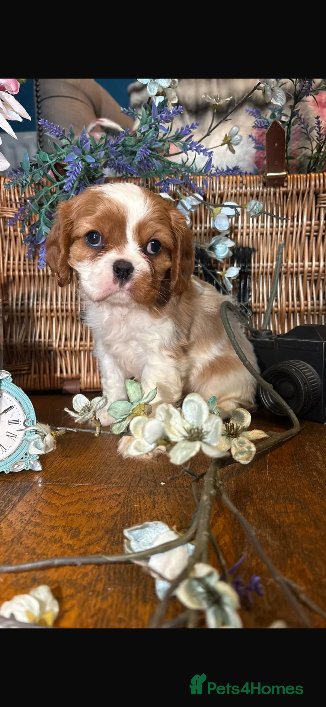 Cavalier King Charles Spaniel dogs for sale: KC PEDIGREE CAVALIER KING CHARLES - Advert 17