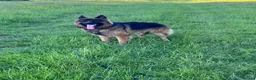 German Shepherd dogs for sale: This is boss looking for his forever home  - Advert 10