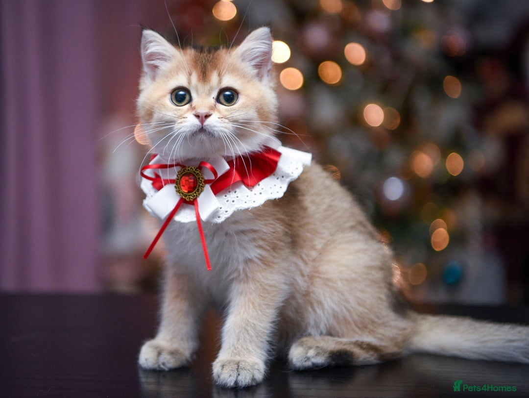 British Shorthair cats for sale: British shorthair pedigree kittens - Advert 24