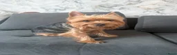 Yorkshire Terrier dogs for sale: 2 Male Yorkshire Terrier puppies  - Advert 3