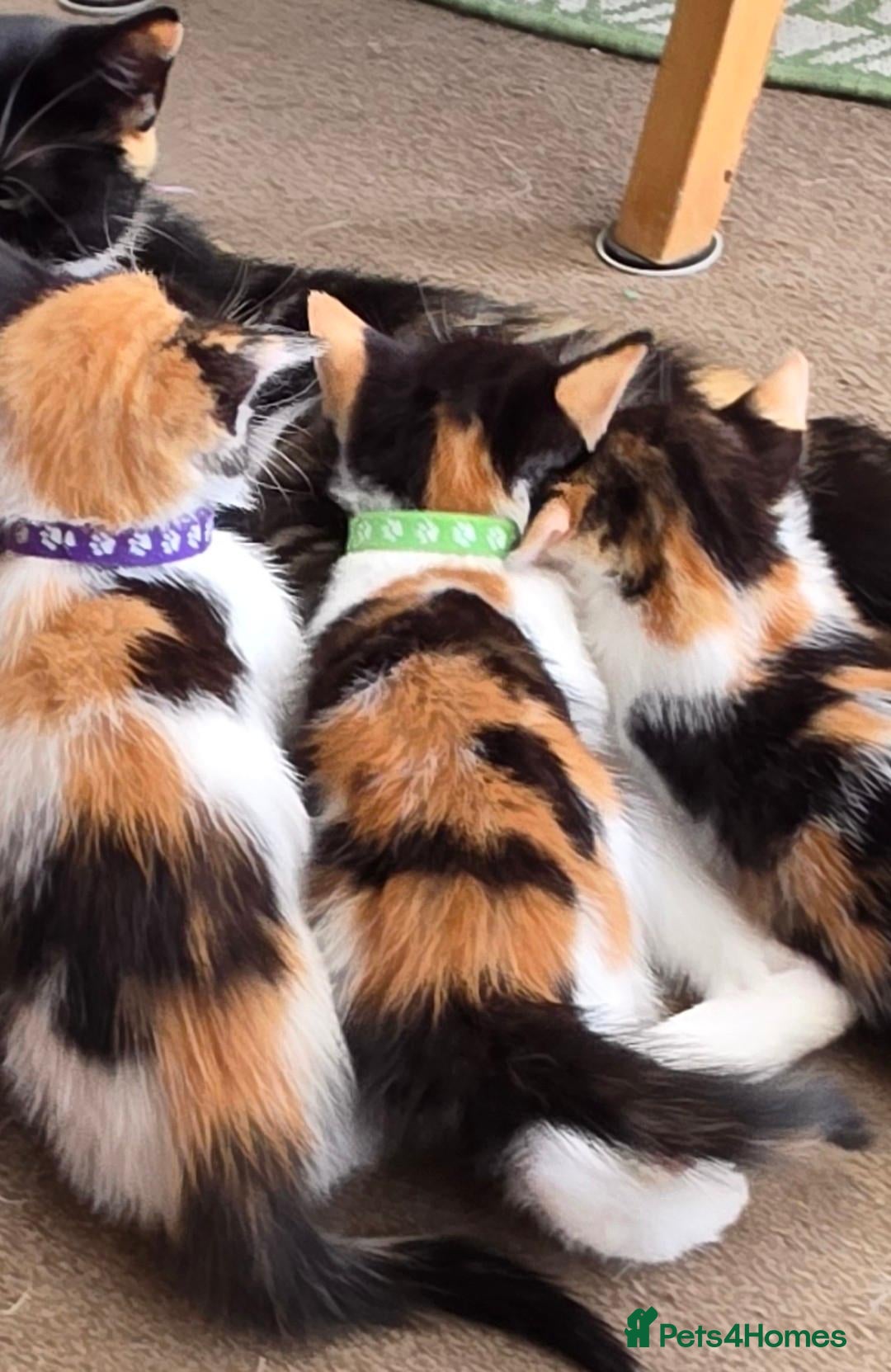 Mixed Breed cats FIFI'S BEAUTIFUL CALICOS READY TO LEAVE  - Advert 11