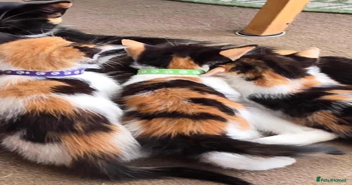 Calico Mixed Breed Kittens for sale | Pets4Homes