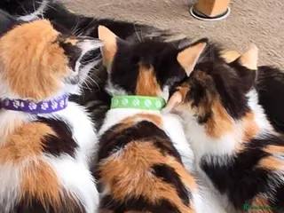Mixed Breed cats FIFI'S BEAUTIFUL CALICOS READY TO LEAVE - Advert 11