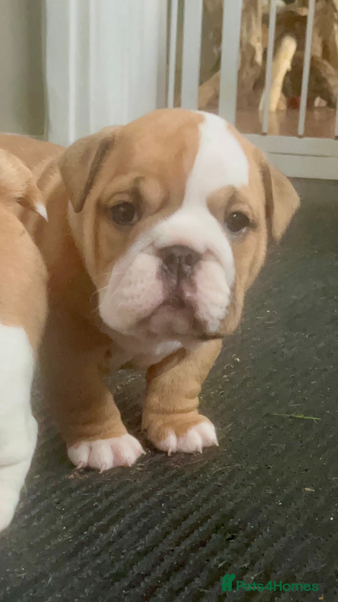 English Bulldog dogs for sale: Champion Sired KC Reg Bulldog Puppies  - Advert 14