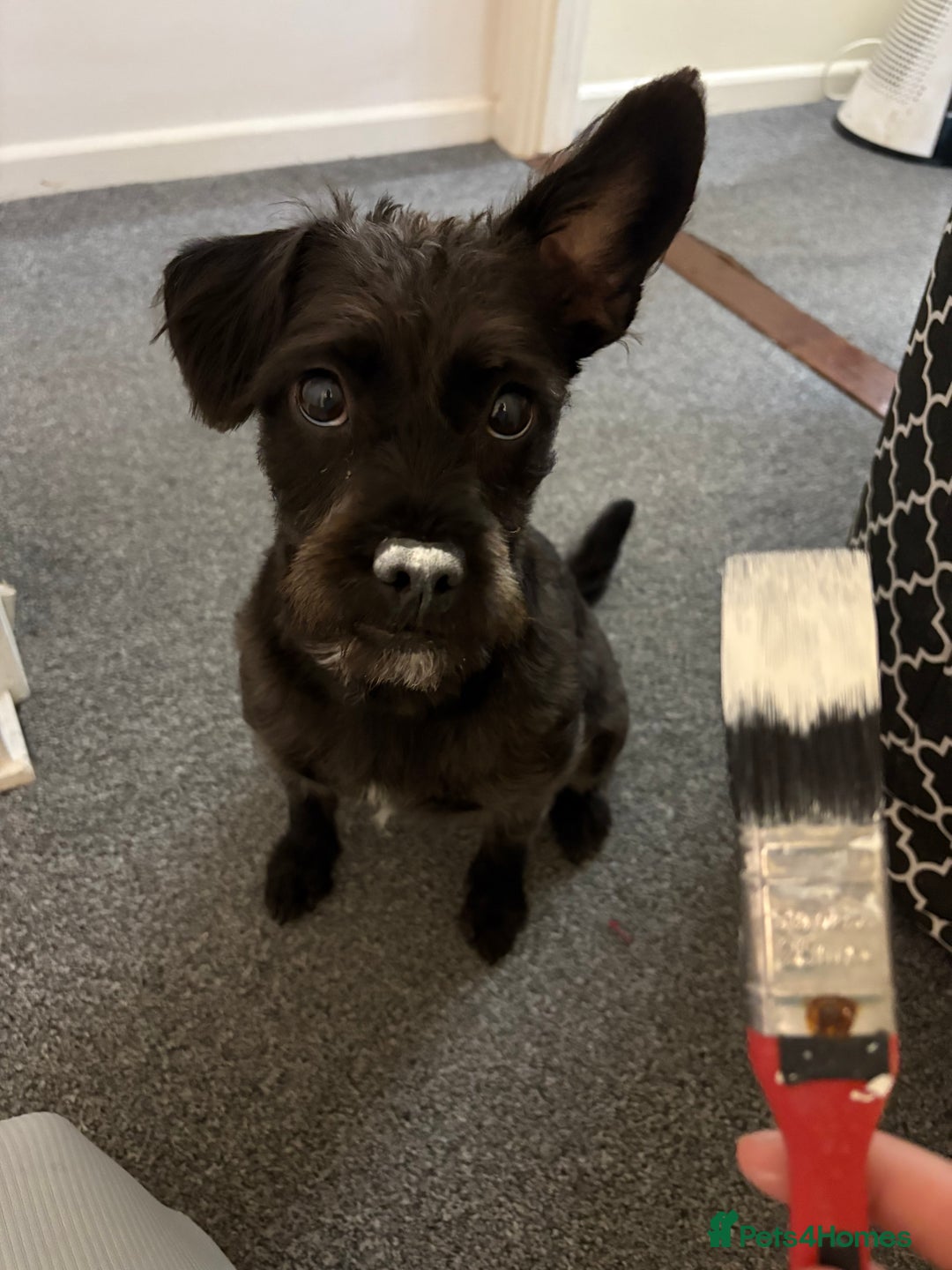 Mixed Breed dogs for sale: Pug mix poodle  - Image 6