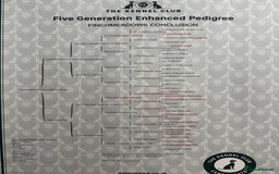 Cocker Spaniel dogs for sale: Beautiful Working Cockers Fully Health Tested  - Image 13