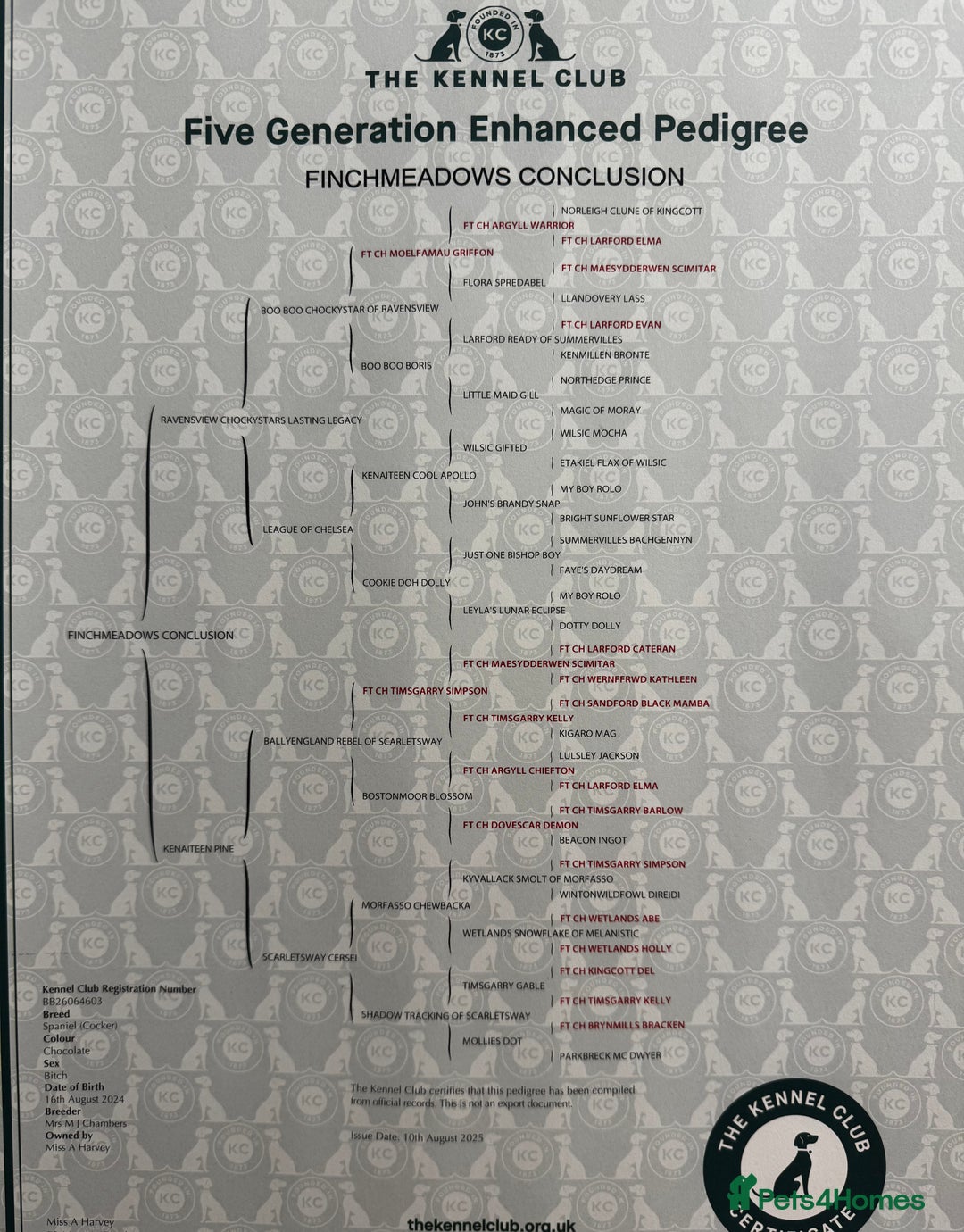 Cocker Spaniel dogs for sale: Beautiful Working Cockers Fully Health Tested  - Image 13