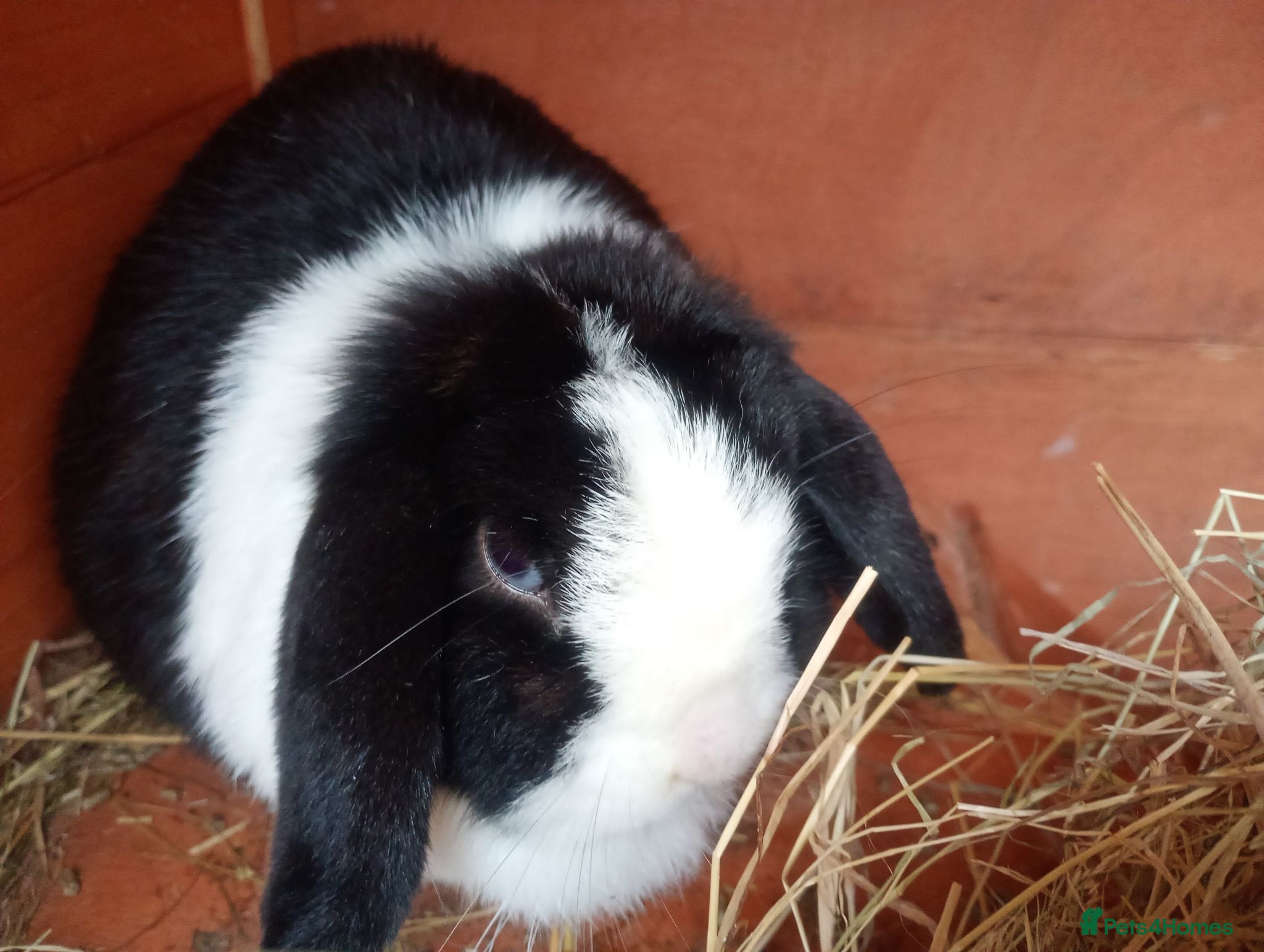 Mini Lop rabbits Gorgeous mini lop - Advert 9