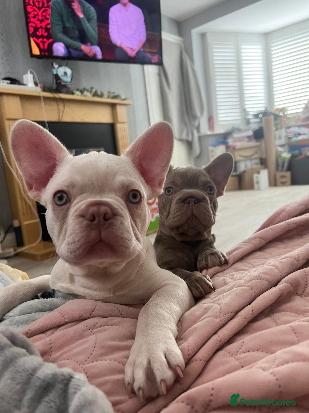 French Bulldog dogs for sale: 2 French bulldog pups.  1 boy & 1 girl.  - Image 5