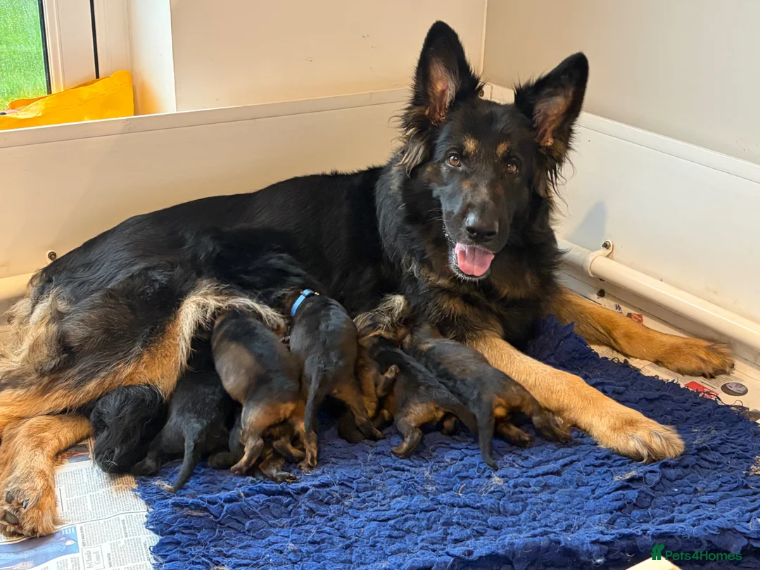 German Shepherd dogs for sale: Beautiful male GSD puppy - Advert 2