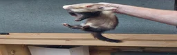 Ferret rodents for sale: Ferret for sale  in Birmingham - Advert 1