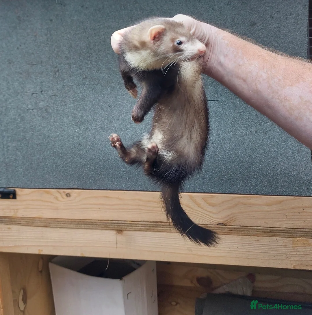 Ferret rodents for sale: Ferret for sale  in Birmingham - Advert 1