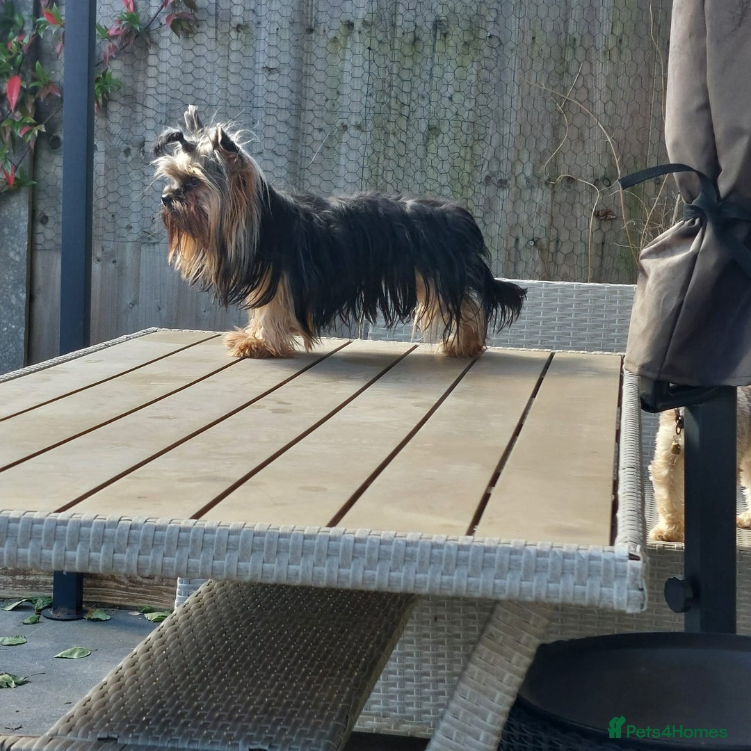 Yorkshire Terrier dogs for sale: Male yorkie pup - Advert 2