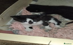 British Shorthair cats for sale: 2 male kittens FREE to Good homes only - Image 2
