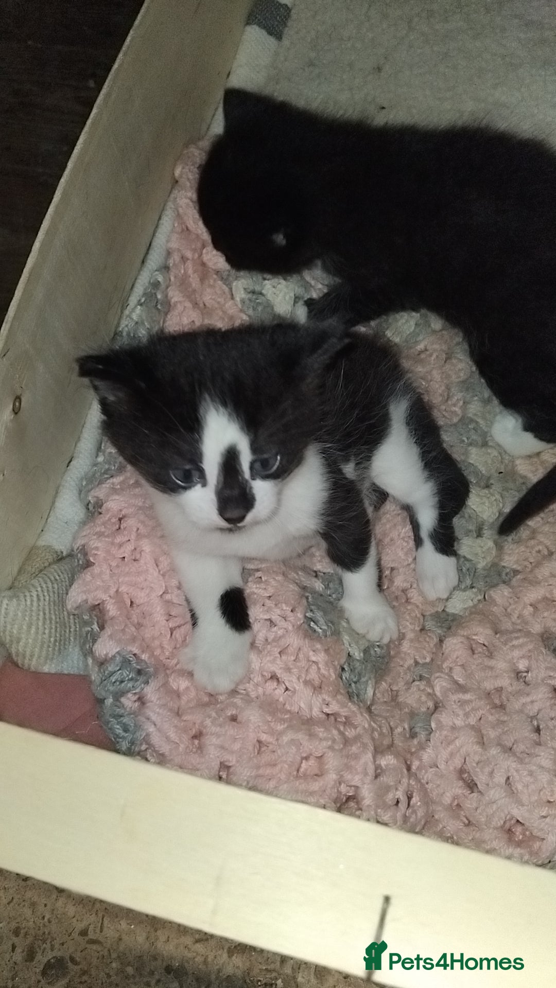 British Shorthair cats for sale: 2 male kittens FREE to Good homes only - Image 2