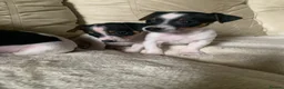 Jack Russell dogs for sale: Miniature jack russels - Advert 3