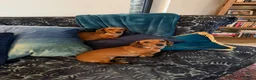 Dachshund dogs for sale: Mum and daughter mini dashounds for adoption   - Advert 3