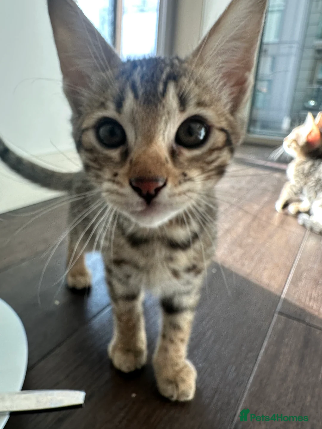 Savannah cats for sale: Savannah X Bengal sepia kittens  - Advert 6