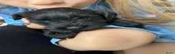 Miniature Schnauzer dogs for sale:  Miniature Schnauzer Puppies – Ready from 25th May - Advert 24