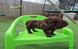 Cockapoo dogs for sale: F1 type cockepoos  - Image 13
